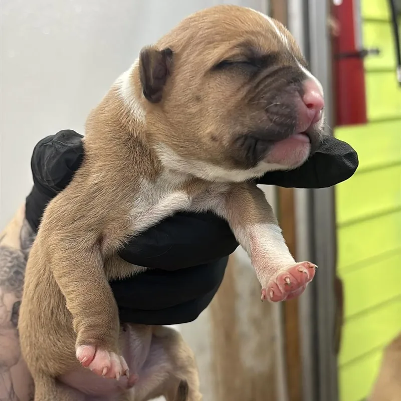 A baby medium-sized male Shepherd dog named Scorpio for adoption in Austin, TX