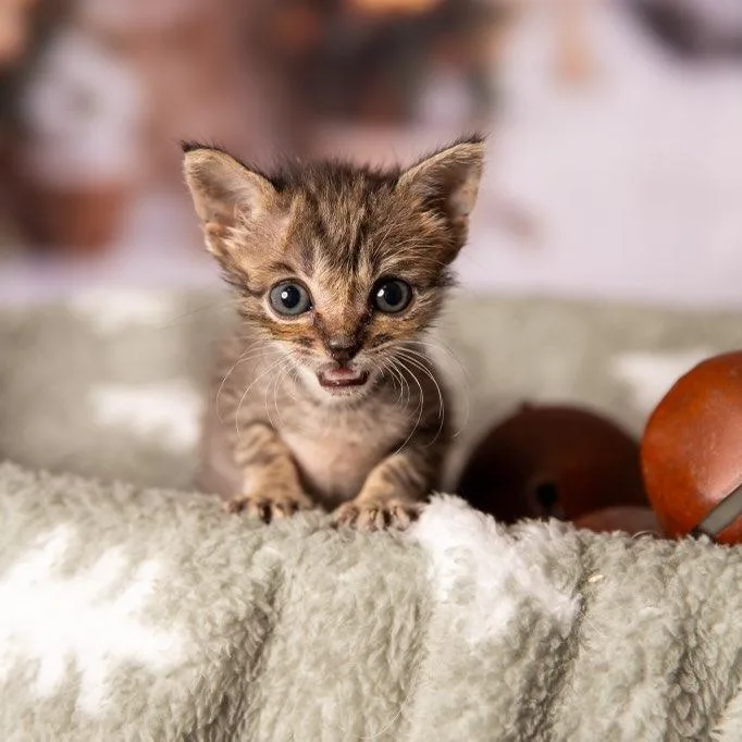 A baby small-sized female Gray / Blue / Silver Domestic Short Hair cat named Kira for adoption in Fredericksburg, TX