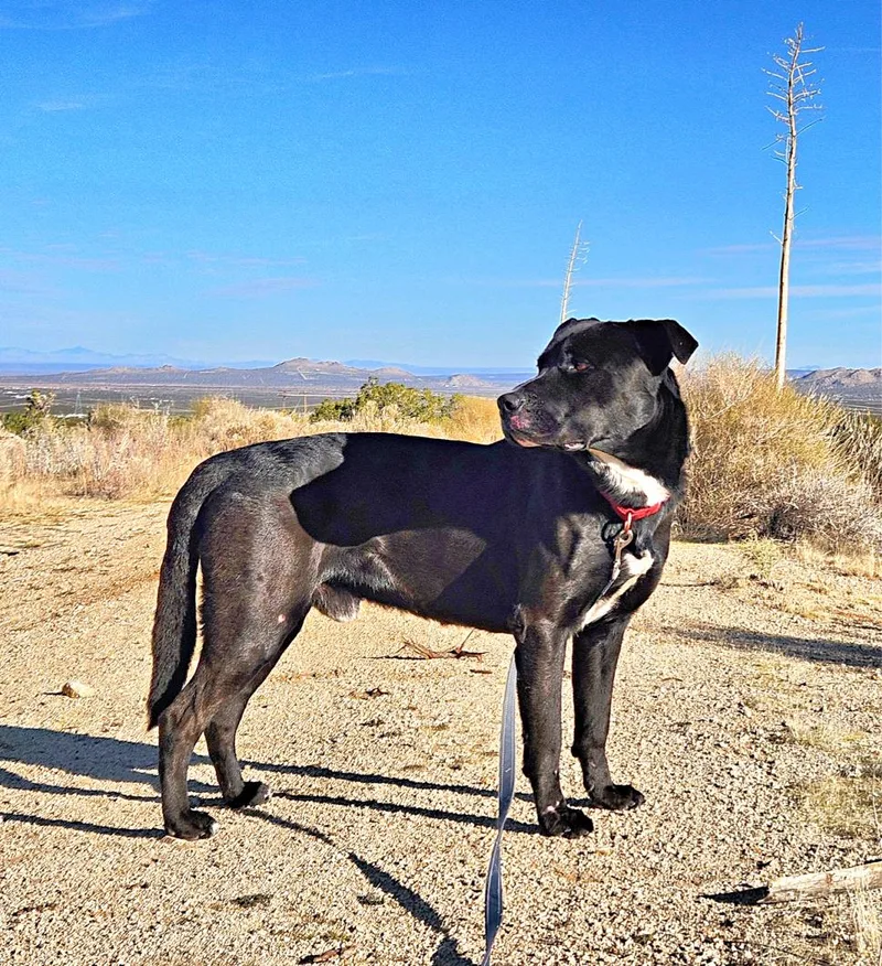 Malcom Loves To Play thumbnail 2