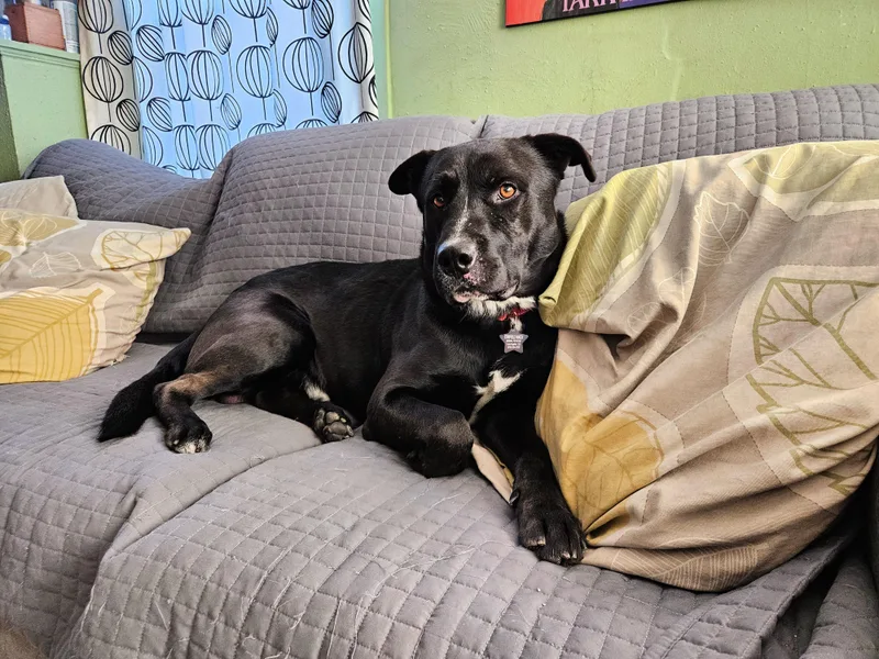 Malcom Loves To Play thumbnail 3