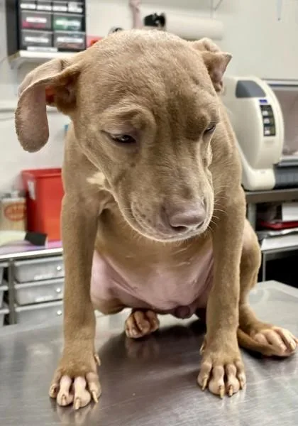 A baby medium-sized female Mixed Breed dog named Deedles for adoption in Covington, LA