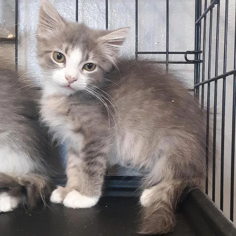 A baby small-sized female White Domestic Short Hair cat named Marilyn for adoption in Spokane, WA