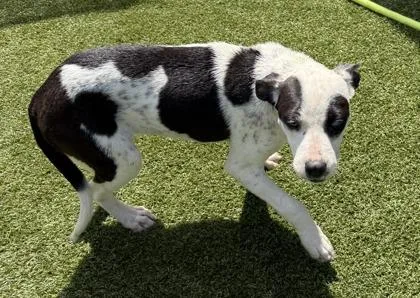 A baby medium-sized female Cattle Dog dog named River for adoption in Conway, SC