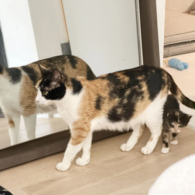 An adult medium-sized female Calico Domestic Short Hair cat named Canela for adoption in BROOKLYN, NY