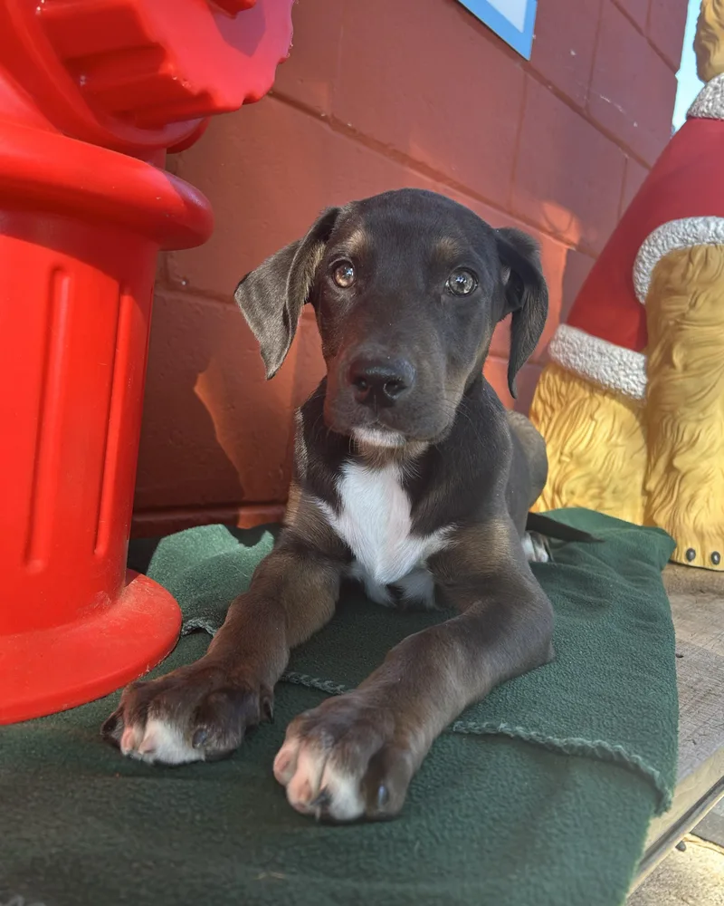 Hernandez thumbnail 3