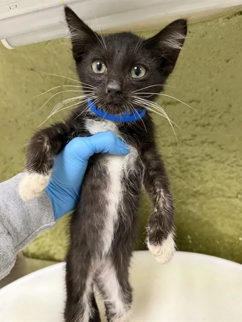 A baby small-sized male Domestic Long Hair cat named Midnight for adoption in Riverside, CA