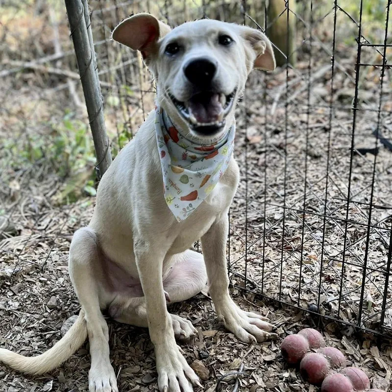 Slim Jim thumbnail 2