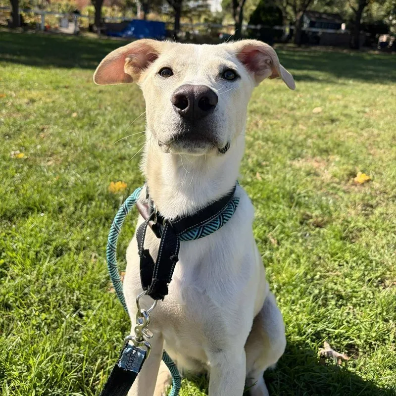 Slim Jim thumbnail 4