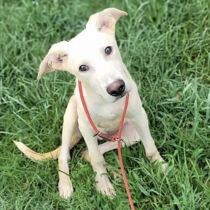 Slim Jim thumbnail 5