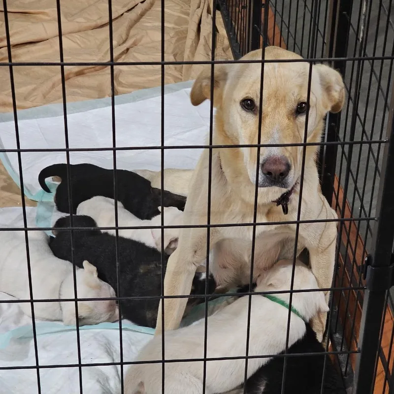 An adult medium-sized female Yellow / Tan / Blond / Fawn Mixed Breed dog named Aspen for adoption in Bismarck, ND