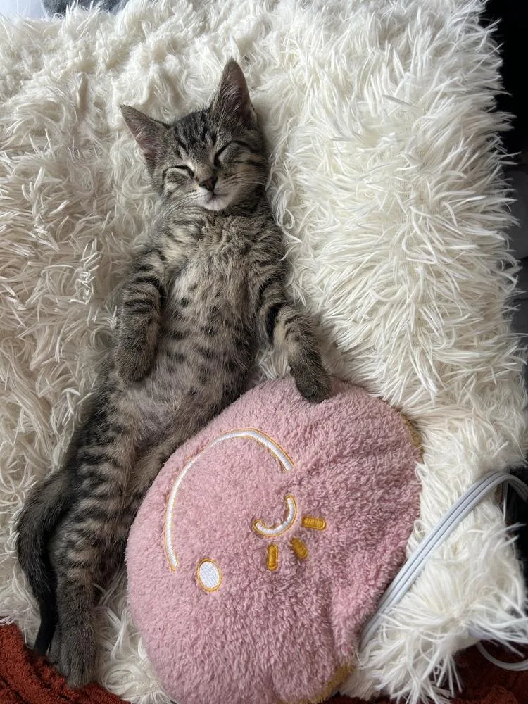 A baby small-sized male Domestic Short Hair cat named Mario for adoption in Ferndale, MI