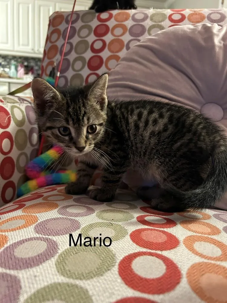 Mario thumbnail 4