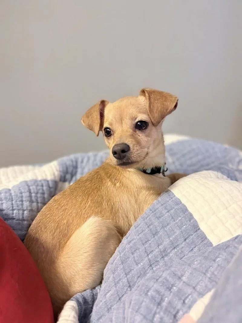 Tinkerbell