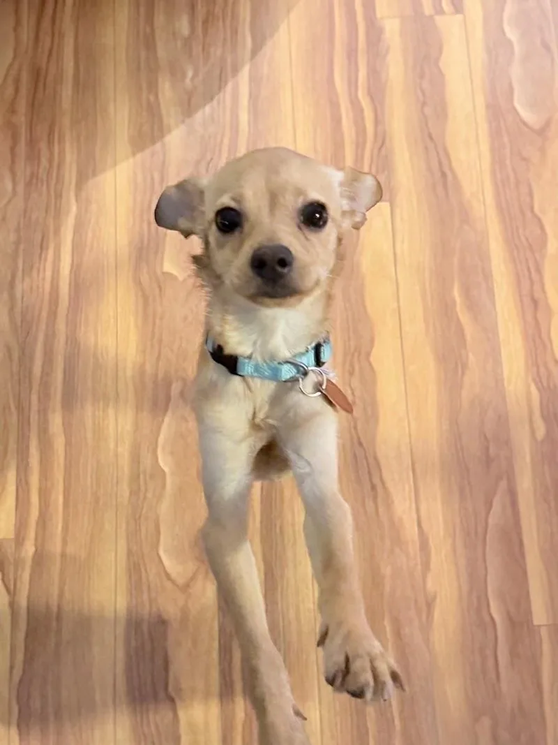Tinkerbell thumbnail 4