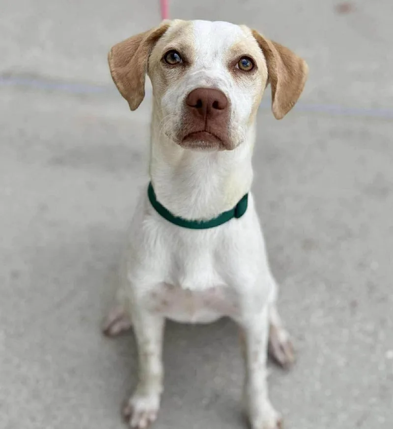 Peanut Butter thumbnail 2