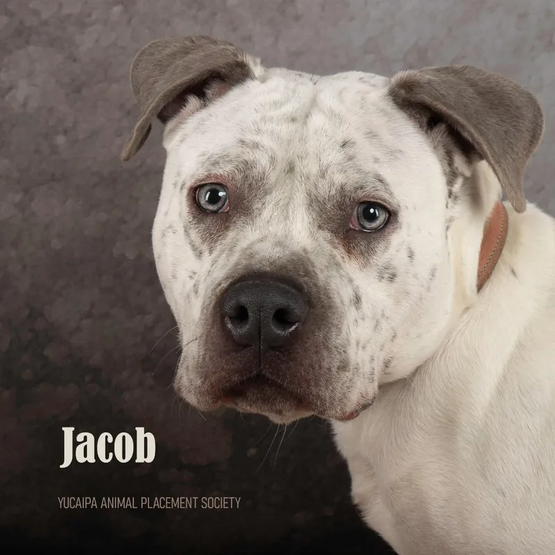 An adult medium-sized male White / Cream Pit Bull Terrier dog named Jacob for adoption in Yucaipa, CA
