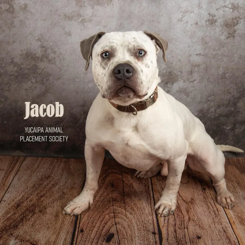 Jacob thumbnail 3