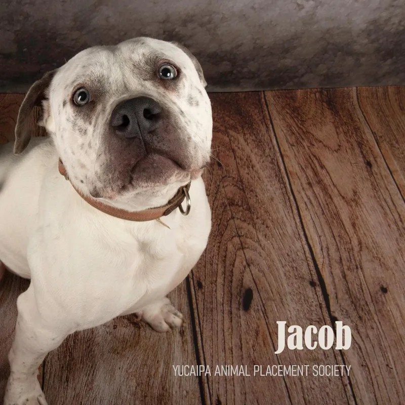 Jacob thumbnail 4