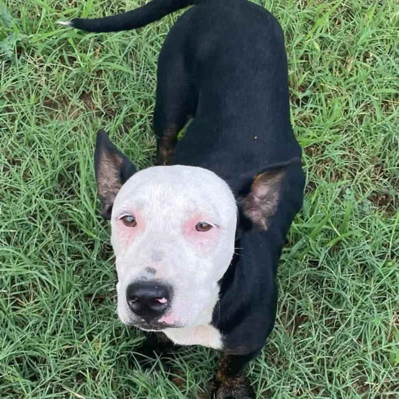 A young medium-sized female Black Pit Bull Terrier dog named Pooch for adoption in Floresville, TX