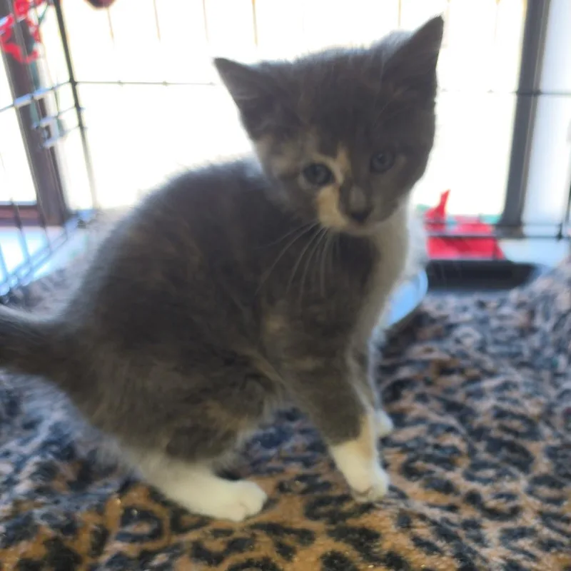 A baby medium-sized female Dilute Calico Dilute Calico cat named Puppet for adoption in Clarksville, VA