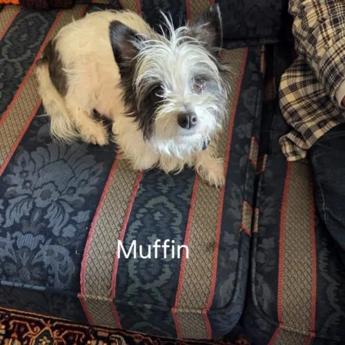 Muffin thumbnail 4
