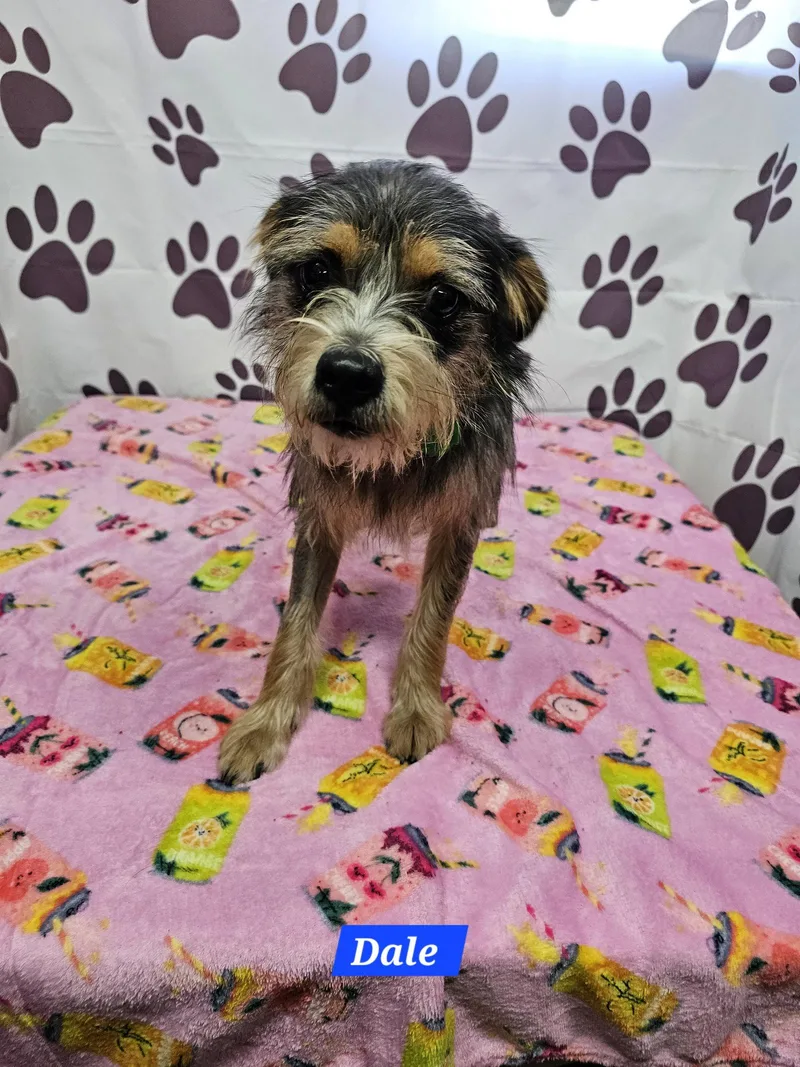 An adult medium-sized male Schnauzer dog named Dale for adoption in Metairie, LA
