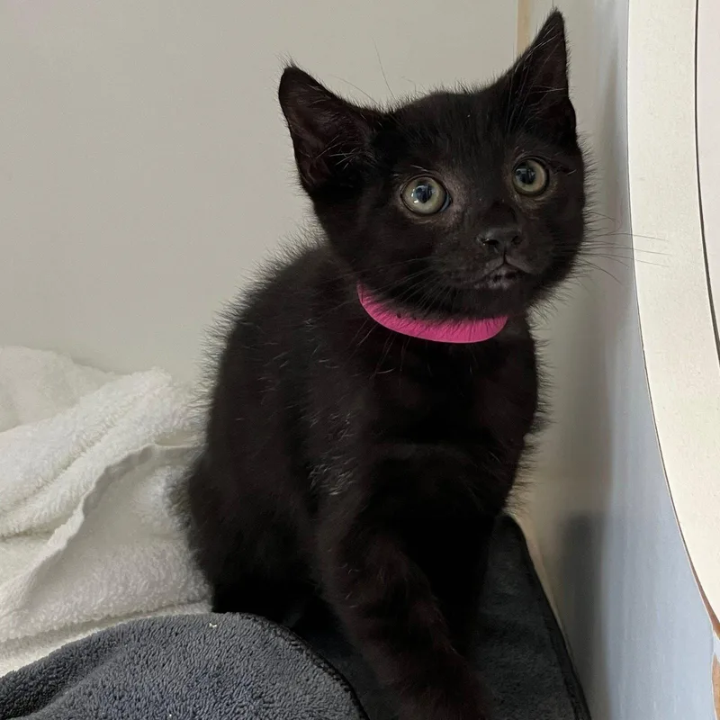 A baby small-sized male Black Domestic Short Hair cat named Harold for adoption in Oakland, CA