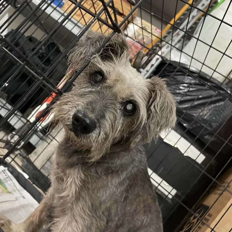 Sunflower thumbnail 2