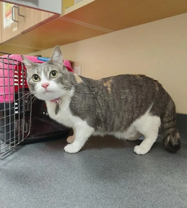 An adult medium-sized female Domestic Short Hair cat named Tallulah for adoption in Kennewick, WA