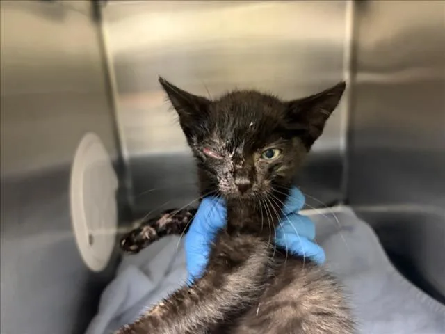 A baby small-sized male Domestic Short Hair cat named Skeeter for adoption in Chapel Hill, NC