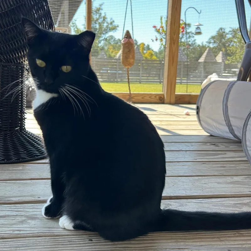 An adult medium-sized female Black Domestic Short Hair cat named Bruschetta for adoption in Freeport, FL