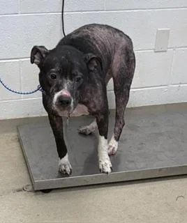 An adult medium-sized female Bull Terrier dog named Boogie for adoption in Haw River, NC