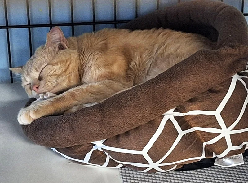 An adult medium-sized male Buff / Tan / Fawn Domestic Short Hair cat named Petey for adoption in Spokane Valley, WA