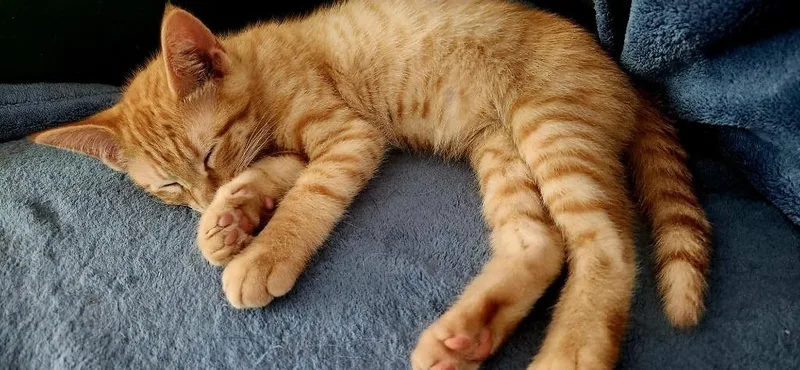 Gizmo thumbnail 3