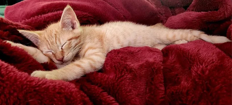 Gizmo thumbnail 4