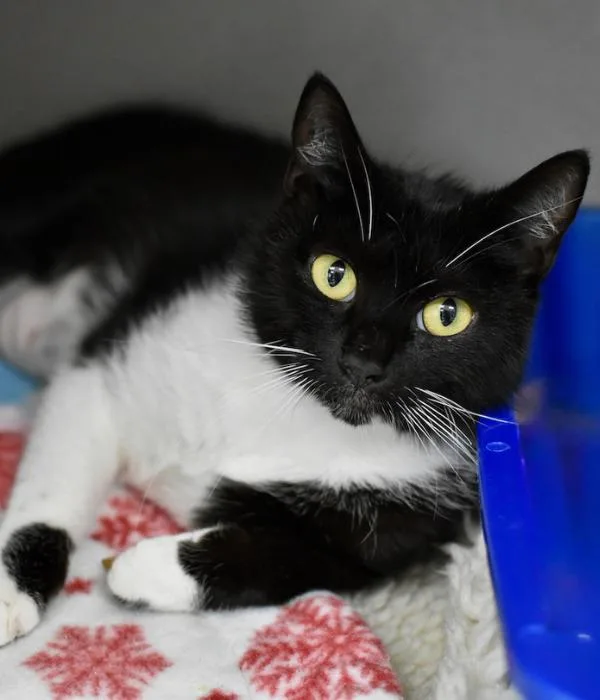 An adult medium-sized female Black & White / Tuxedo Domestic Short Hair cat named Juneau for adoption in Marietta, GA