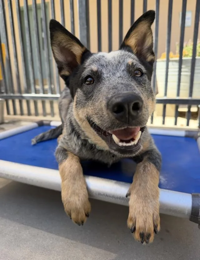A young medium-sized male Australian Cattle Dog / Blue Heeler dog named Spotty for adoption in Santa Maria, CA