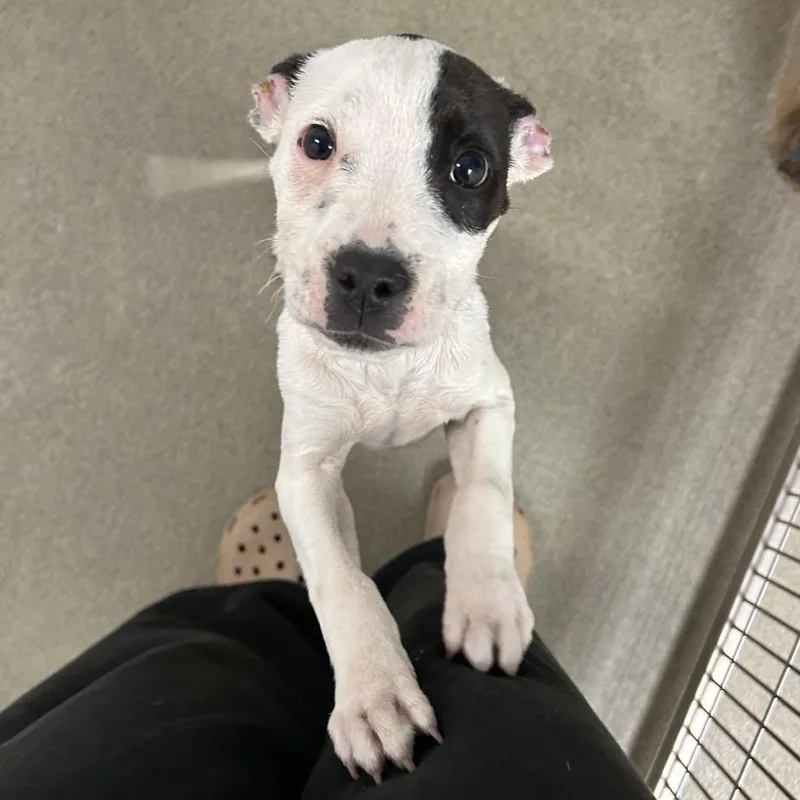 Little B thumbnail 2