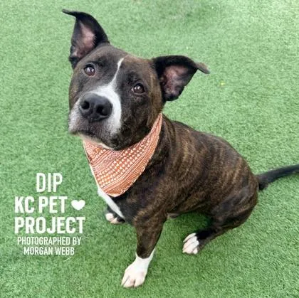 An adult extra large-sized male Black Mixed Breed dog named Dip for adoption in Kansas City, MO