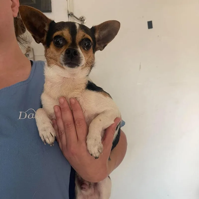 An adult small-sized male Black Chihuahua dog named Tito for adoption in Eufaula, AL