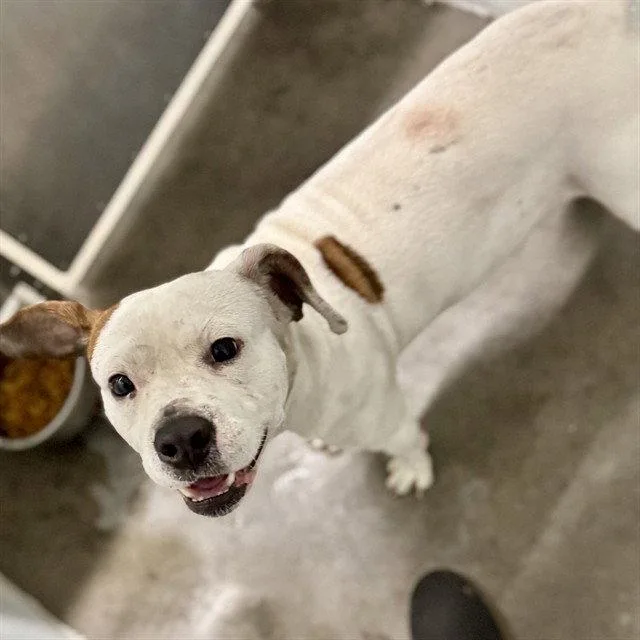 An adult medium-sized male American Staffordshire Terrier dog named Hemi for adoption in Tavares, FL