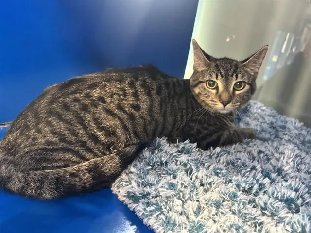 A young small-sized male Domestic Short Hair cat named Turbo for adoption in Westminster, MD