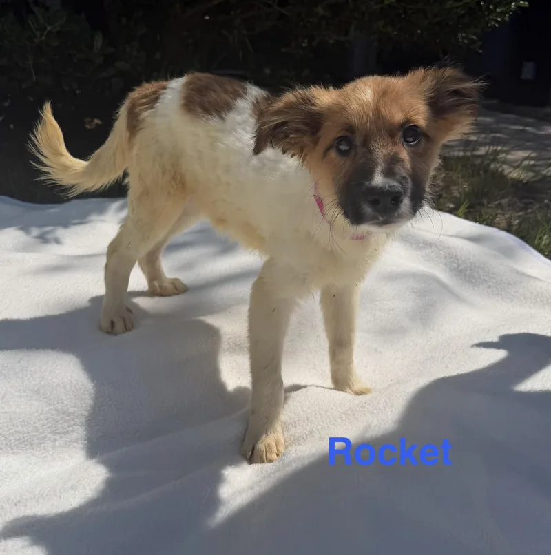 A baby medium-sized male White / Cream Australian Shepherd dog named Rocket for adoption in Pawleys Island, SC