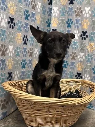A baby large-sized female Black German Shepherd Dog dog named Brooklyn for adoption in Cedarburg, WI