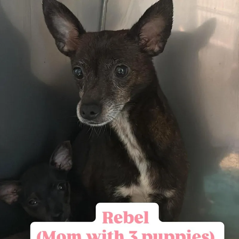 Momma Rebel
