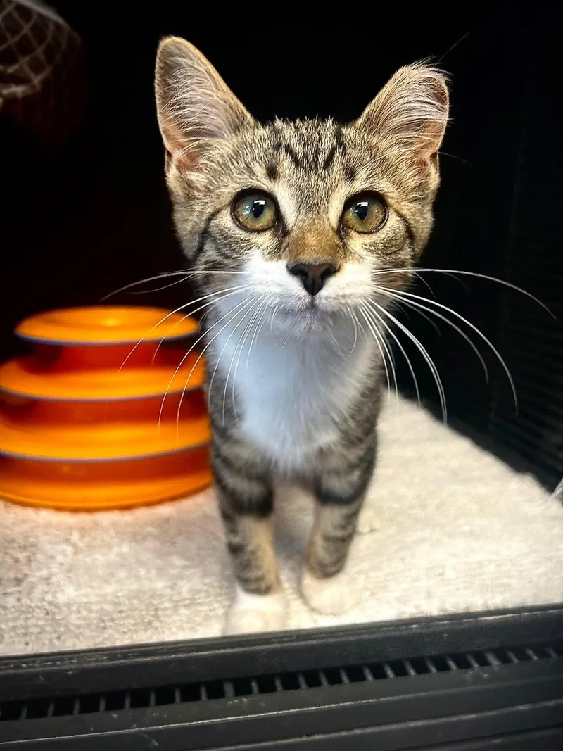 A baby medium-sized female Domestic Short Hair cat named Sesame for adoption in Gettysburg, PA