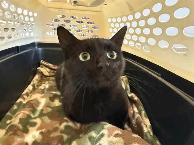 A young small-sized female Domestic Short Hair cat named Gemini for adoption in Garland, TX