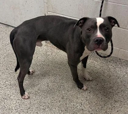 An adult large-sized male Gray / Blue / Silver Pit Bull Terrier dog named Abercrombie for adoption in Kansas City, MO