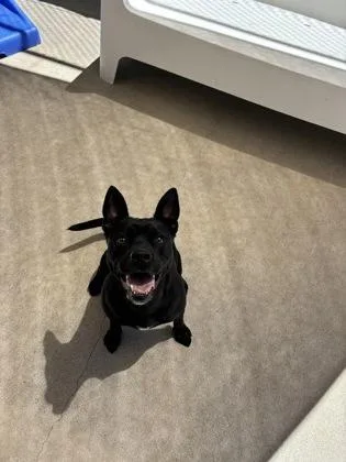 A young medium-sized female Black American Staffordshire Terrier dog named Maddie for adoption in Steamboat Springs, CO