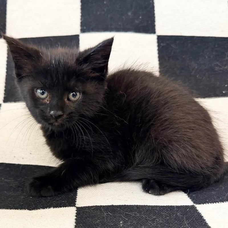 A baby small-sized female Black Domestic Short Hair cat named Susie Wolff for adoption in Mount Juliet, TN